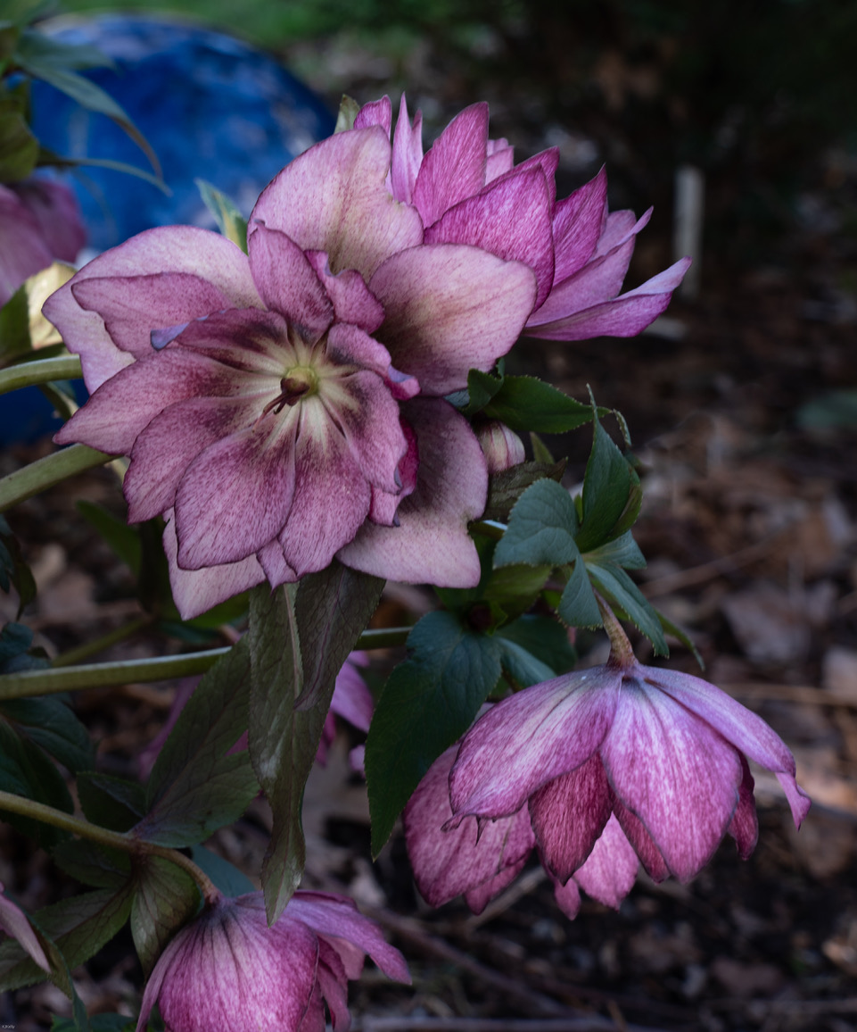 double pink hellebore