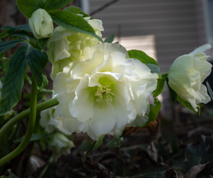 hellebore with ruffled white petals