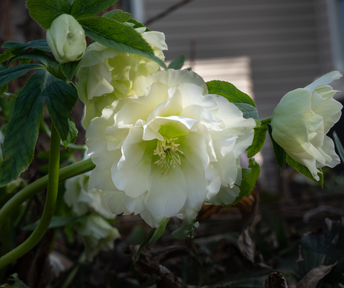 flower with ruffled white petals