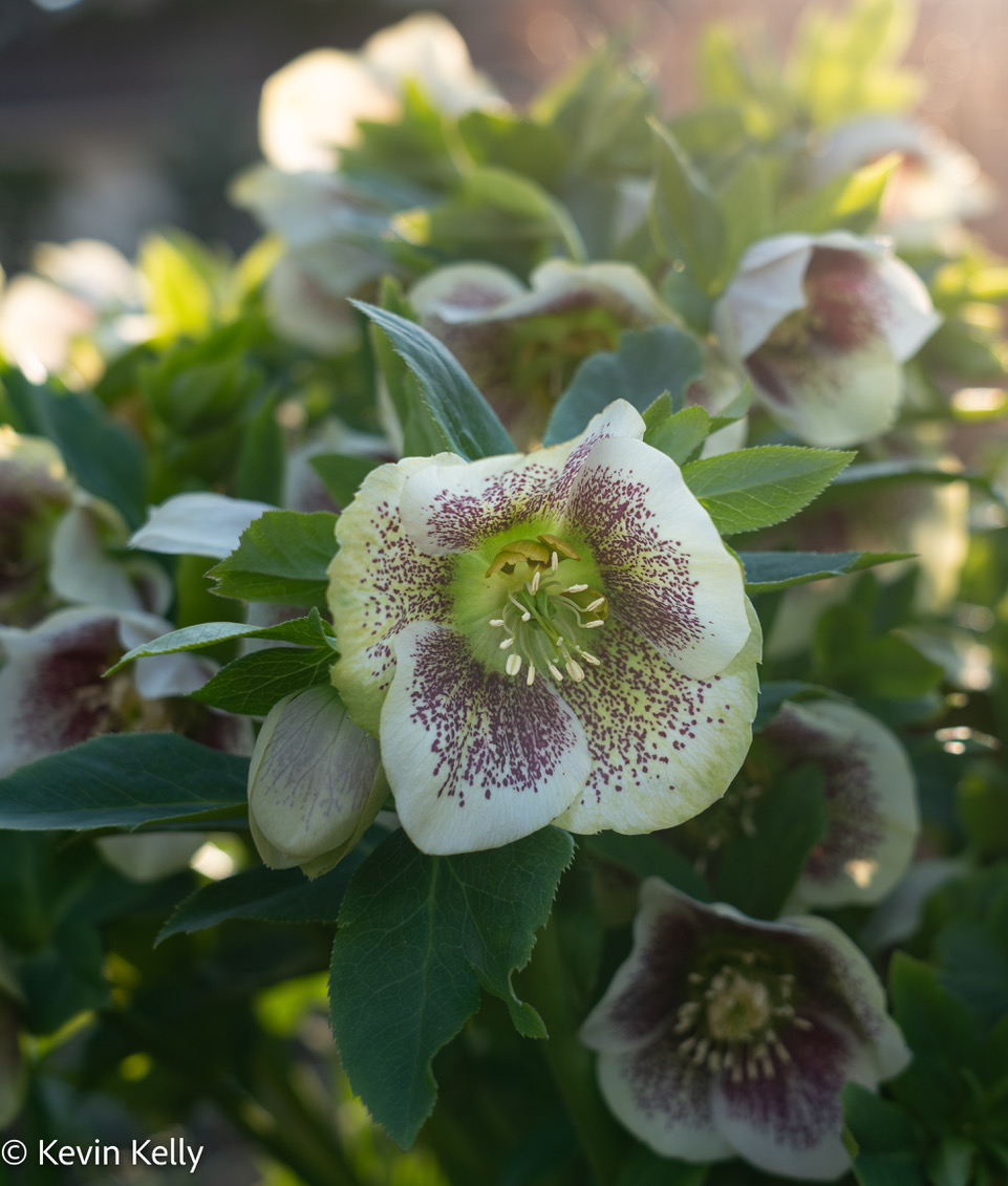 hellebore white with purple speckles