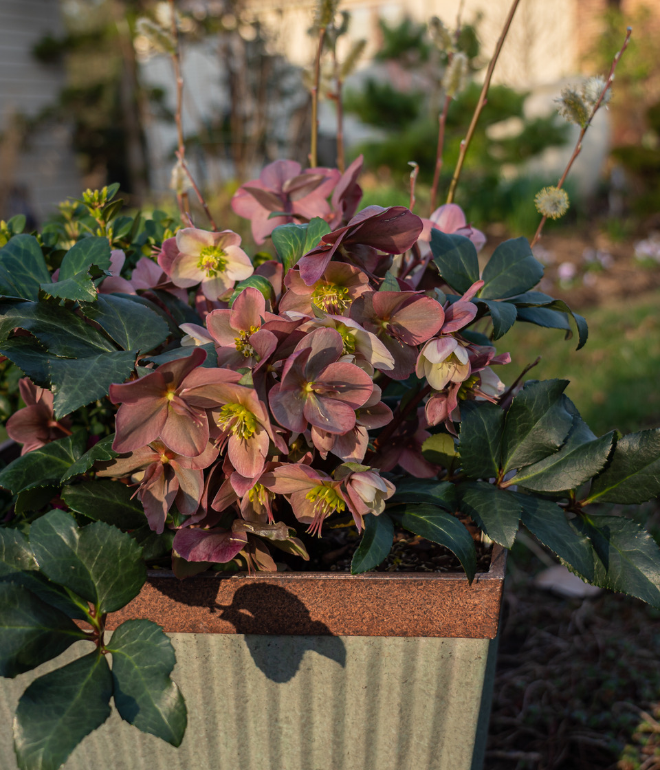 hellebores planted in a container