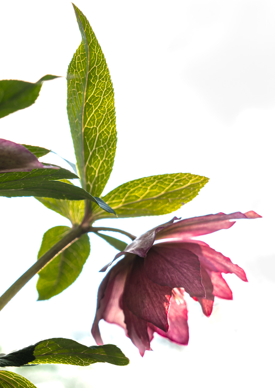 hellebore flower in the sunlight