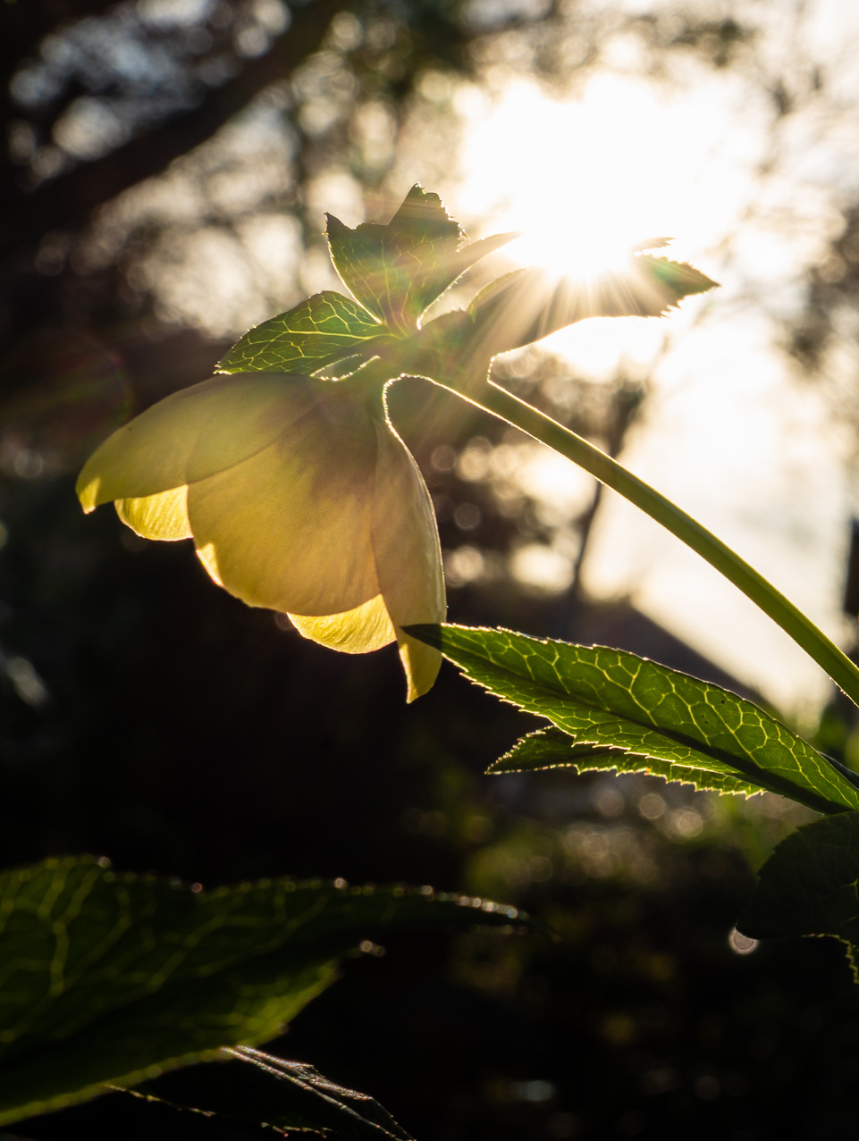 sun shining on a hellebore flower