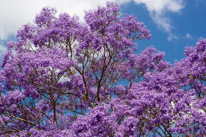 Jacaranda tree canopy