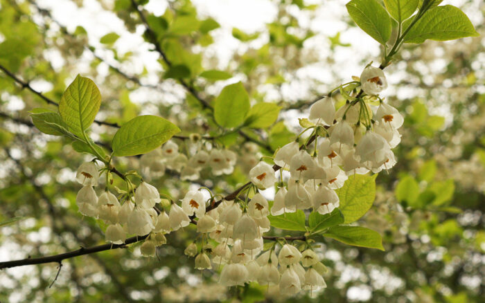 Carolina silverbell in bloom