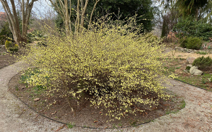 Buttercup winter hazel