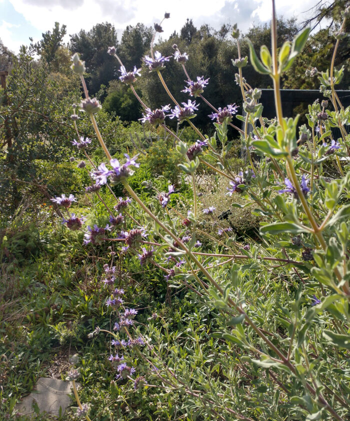 Salvia blanca de California suelta