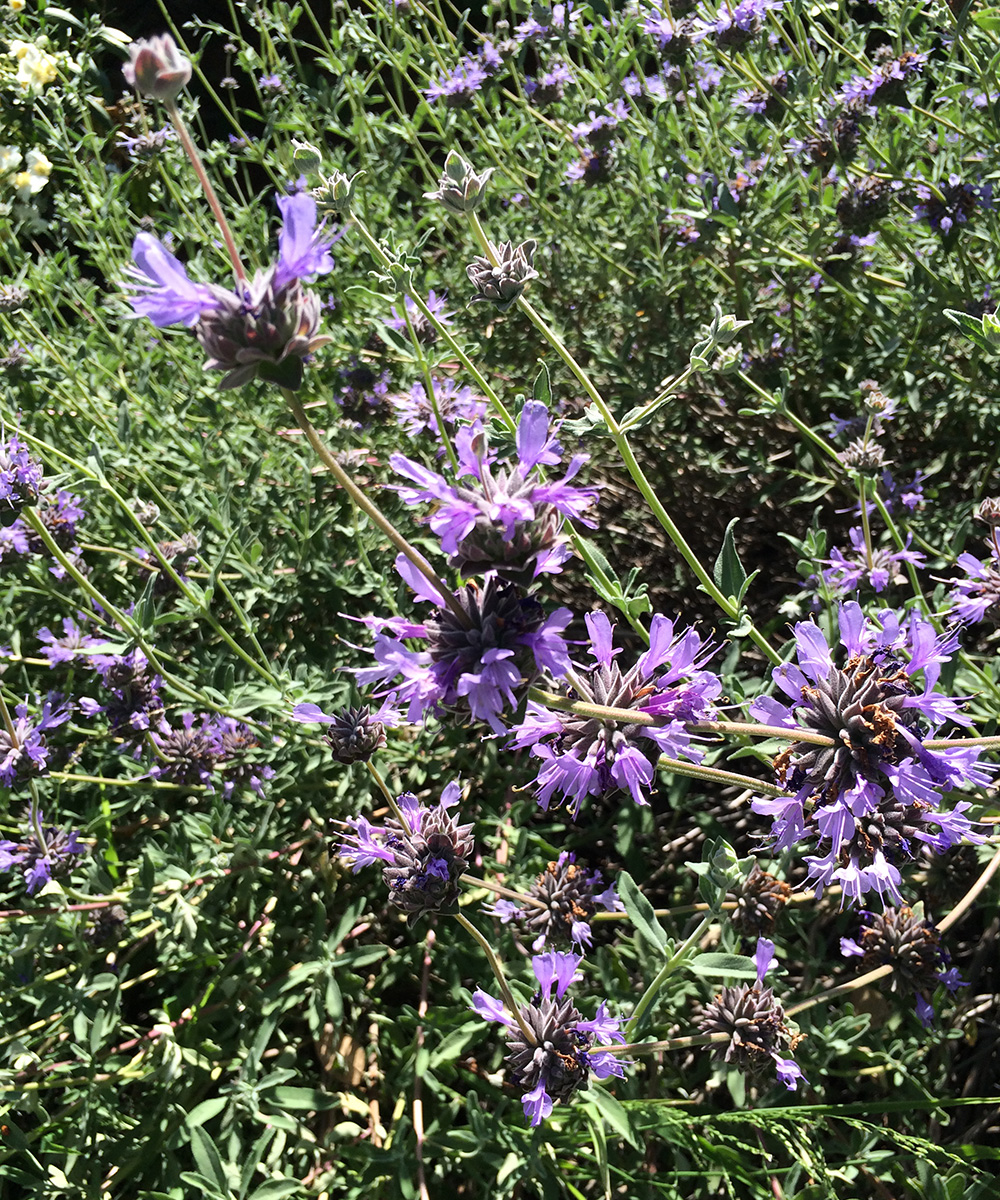 Salvia blanca de California suelta