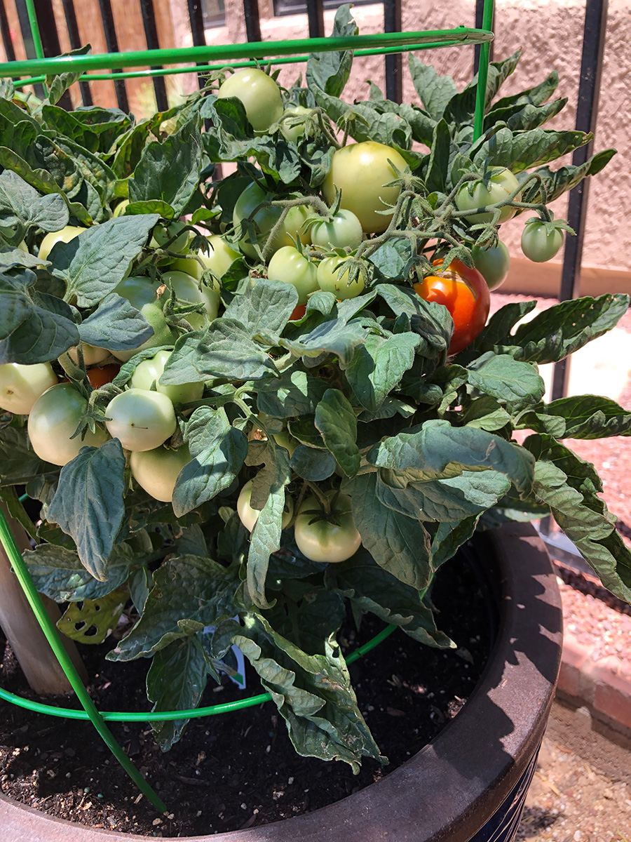 Tips for Growing Tomatoes in the Mid-Atlantic - FineGardening