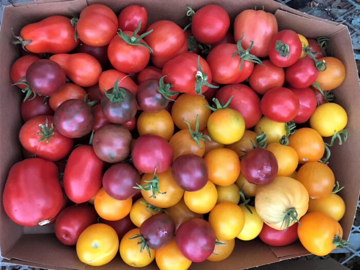 red and yellow tomatoes