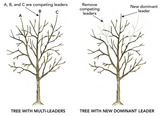 Proper Pruning for Young Trees - Fine Gardening