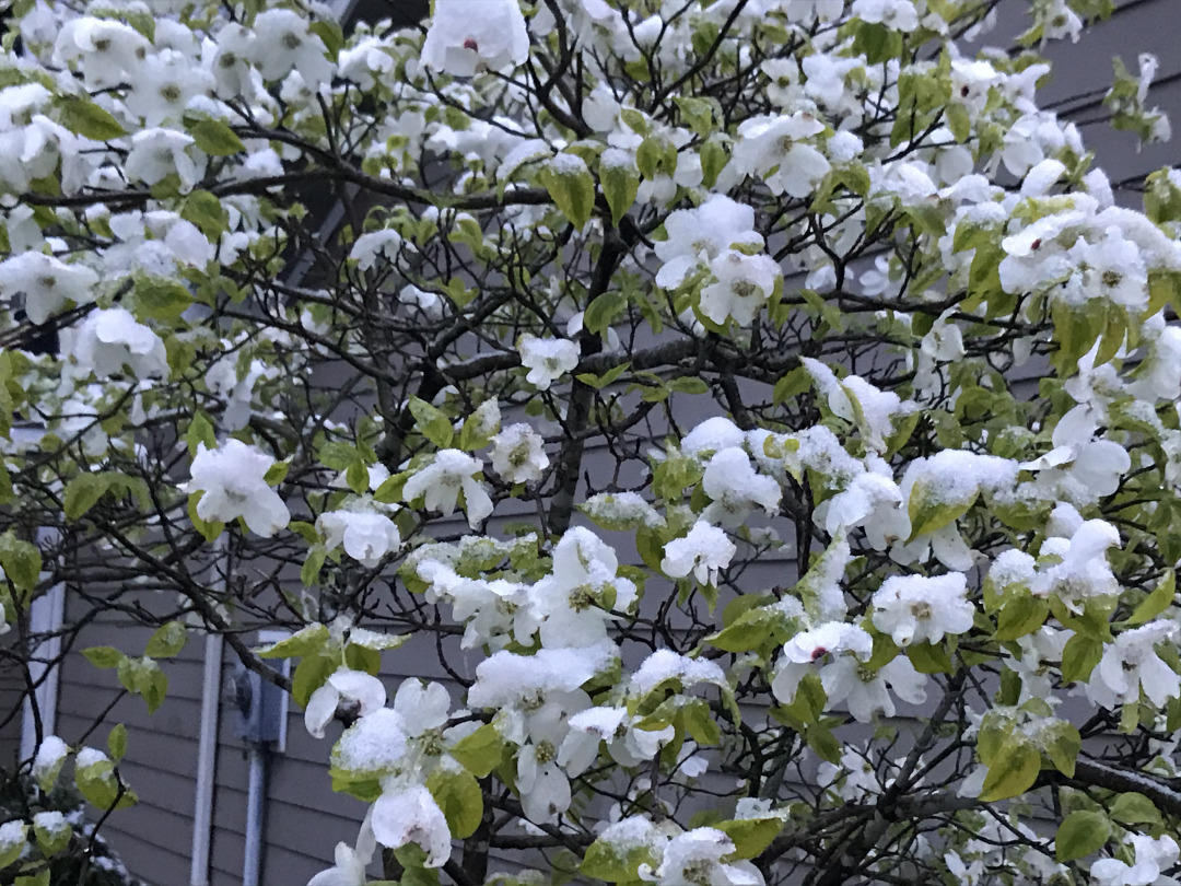 variegated dogwood dusted with snow