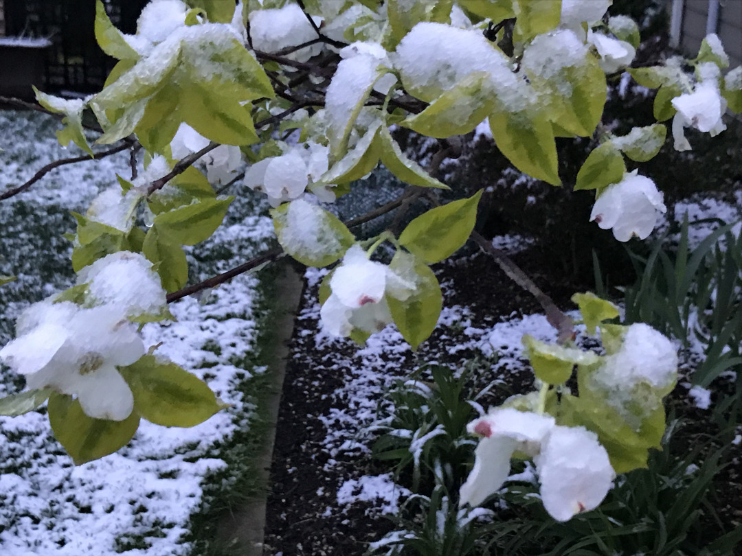 snow on a tree with spring blooms