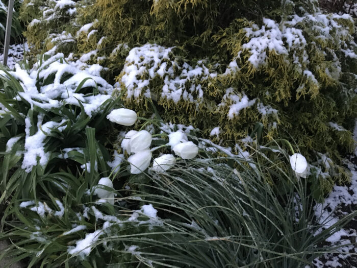 White tulips falling over from snow