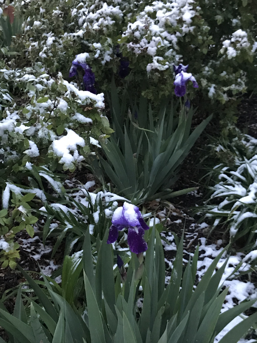 Purple bearded irises covered in snow