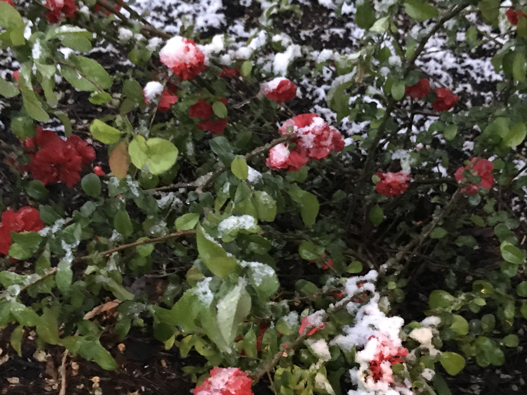 flowering quince covered in snow