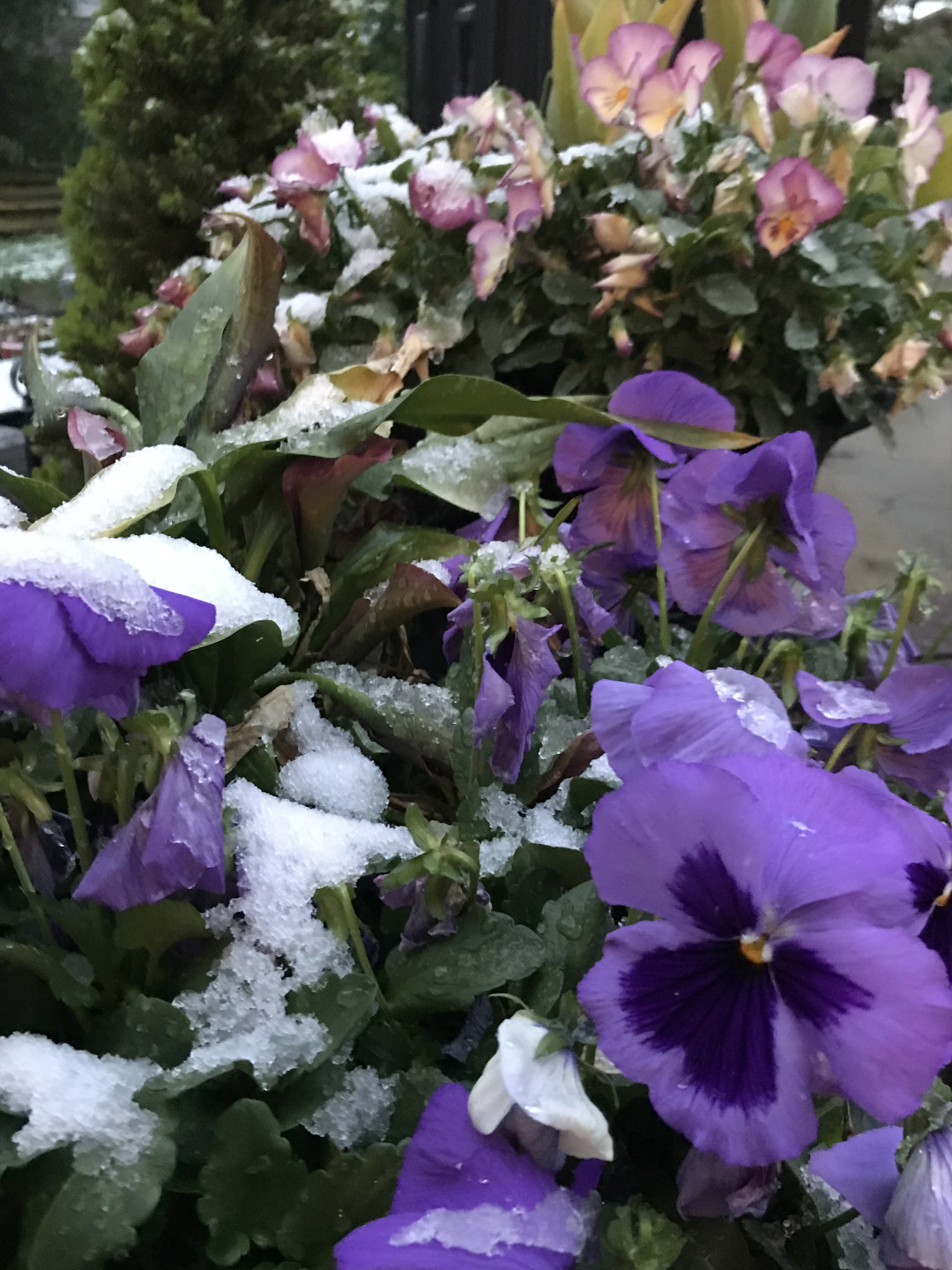 Pansies covered in snow