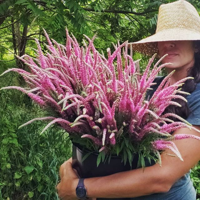 woman carrying bucket of pink veronica blooms