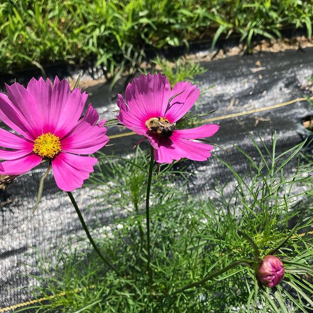 bee on a pink cosmos flower