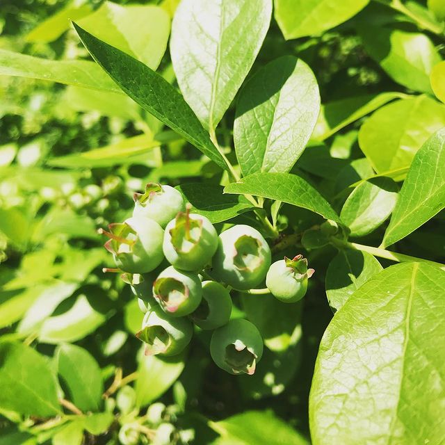 green blueberries