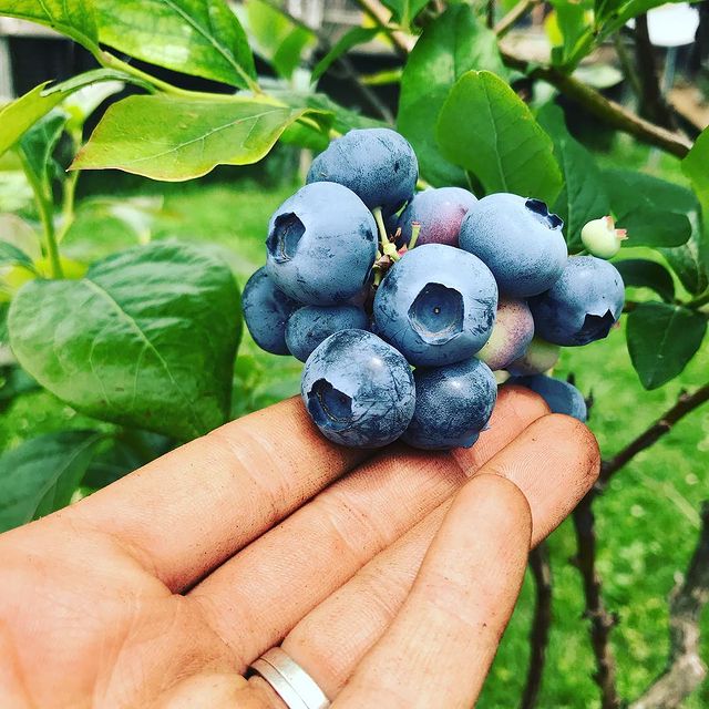 ripe blueberries ready to be picked