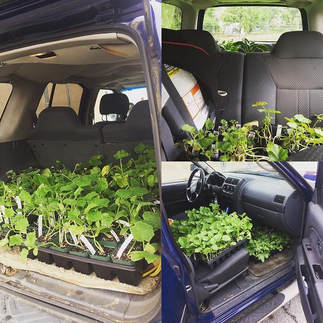 car filled with plants