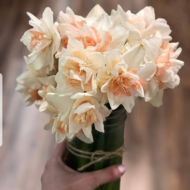 bouquet of double peach daffodils