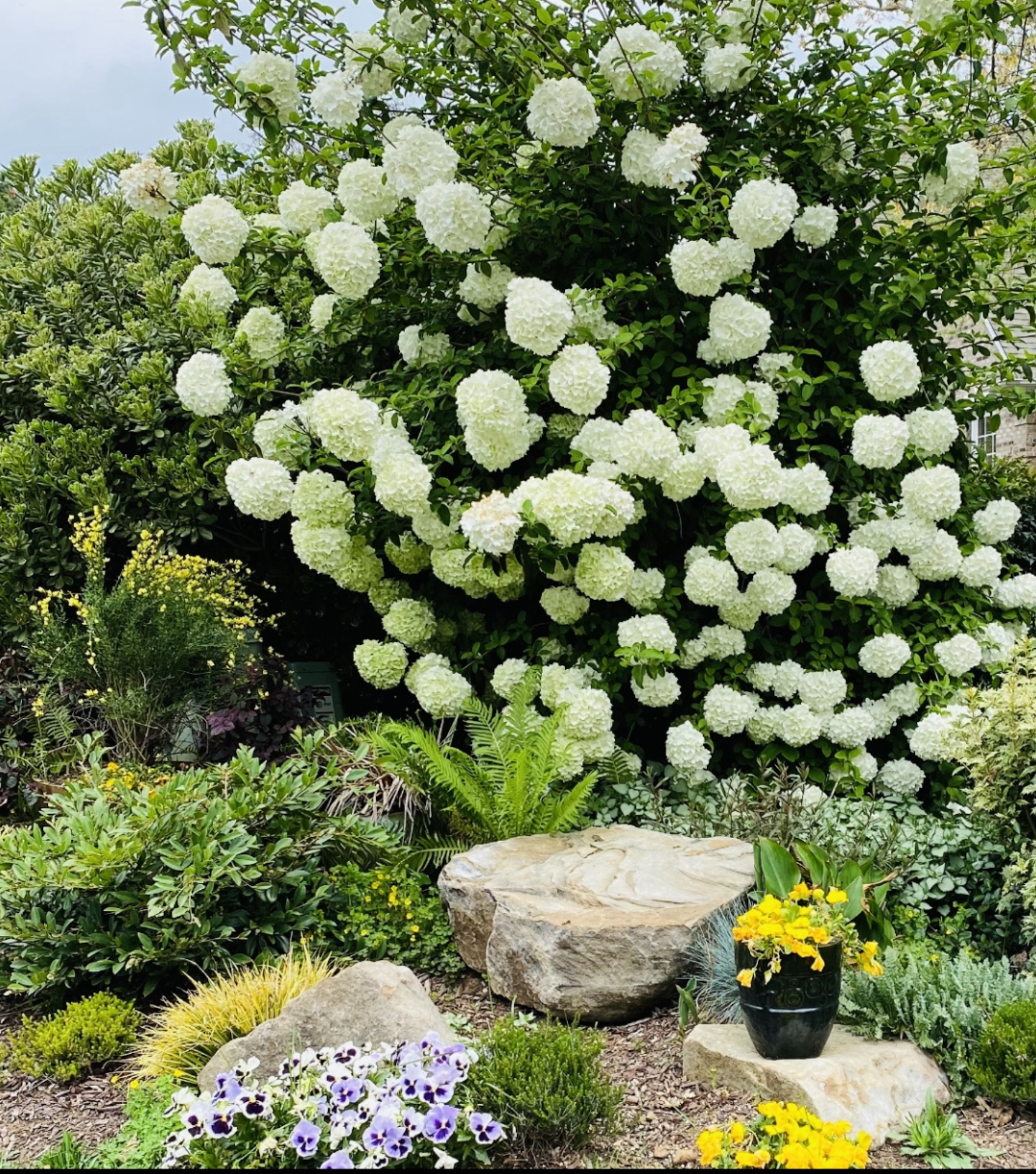 giant snowball viburnum in a spring garden