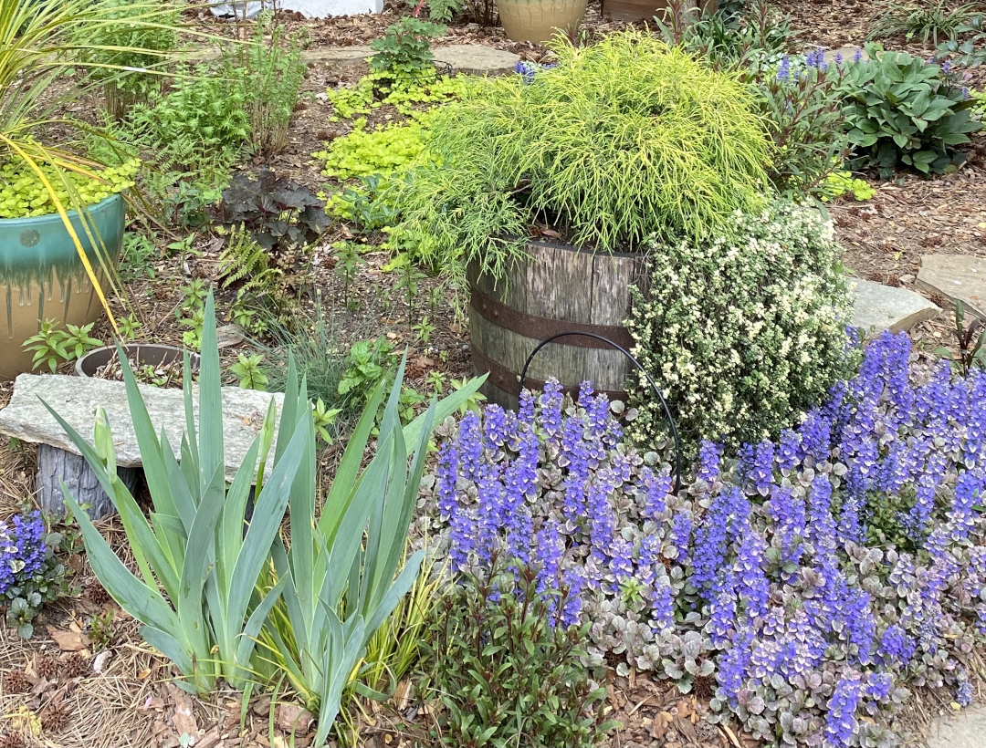 lots of colorful foliage and early spring blooms