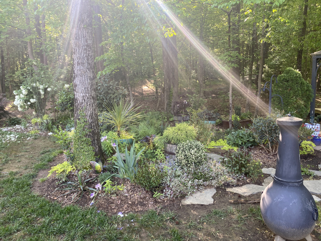 dappled sunlight on a shade garden