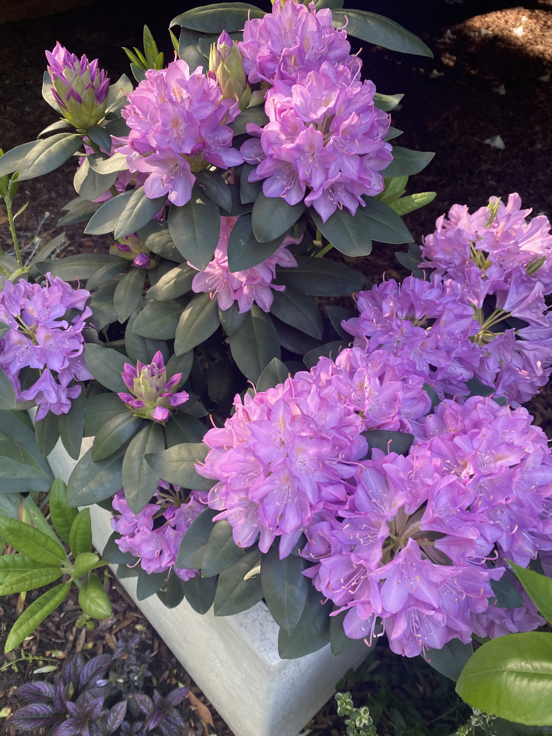 light pink rhododendron blooms