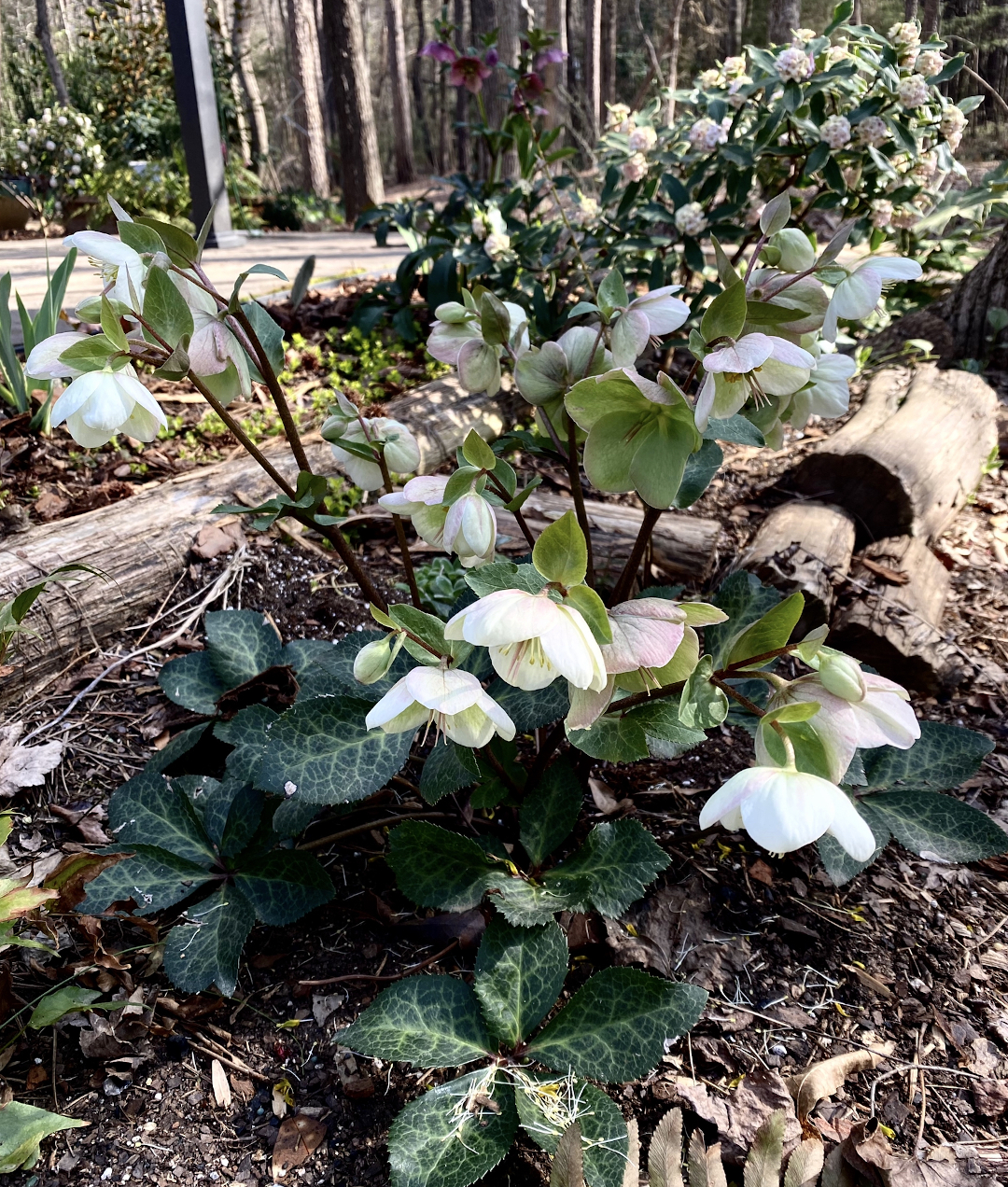 Hellebores