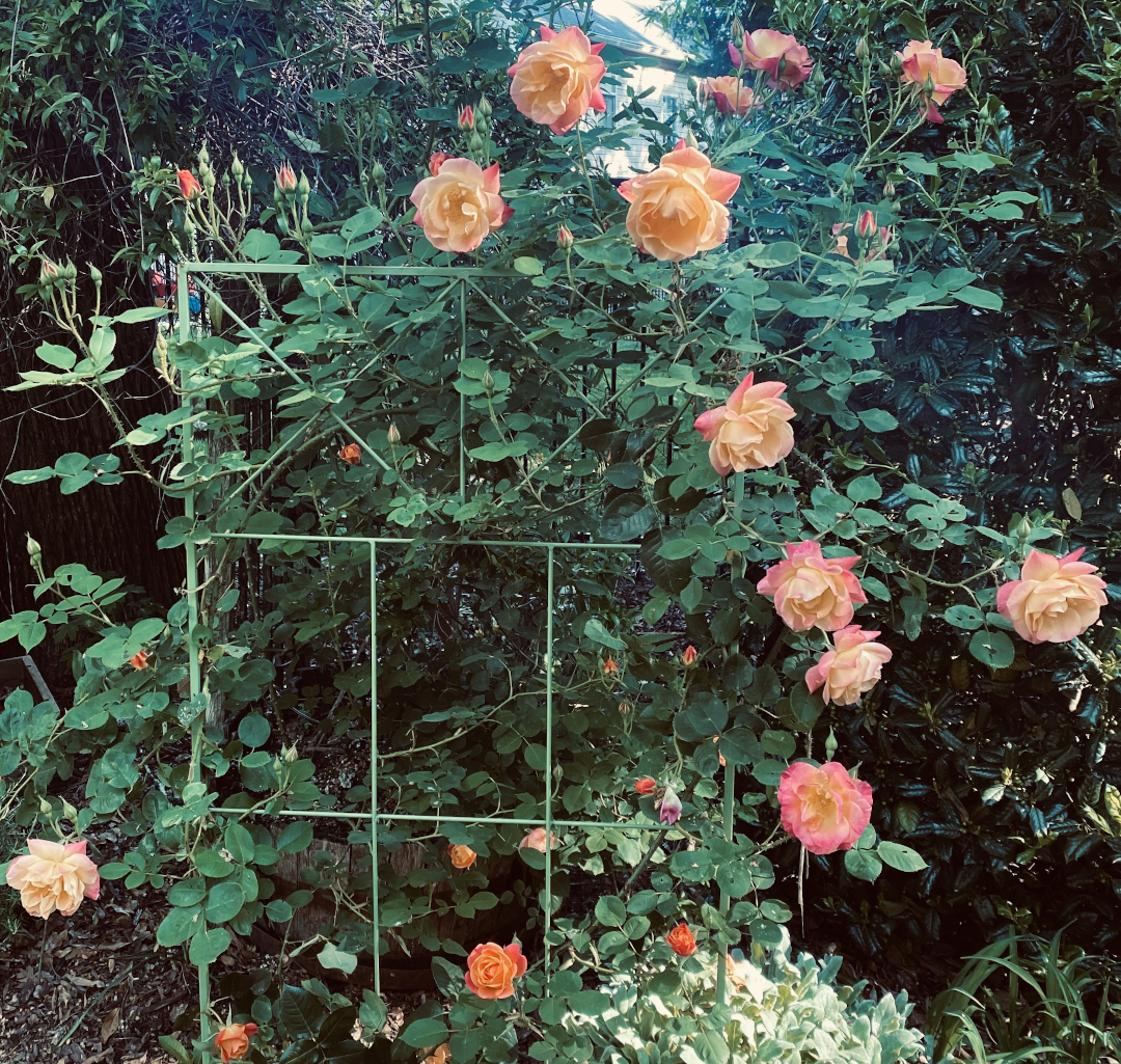 peach climbing rose