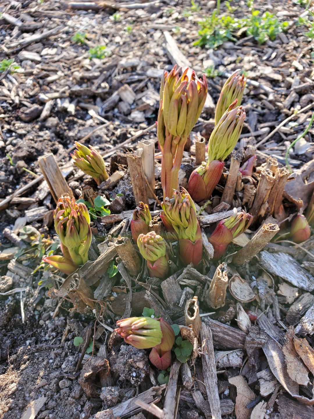 peony shoots emerging from the ground