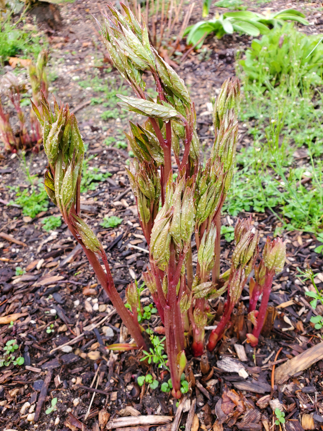 Peony shoots beginning to unfurl