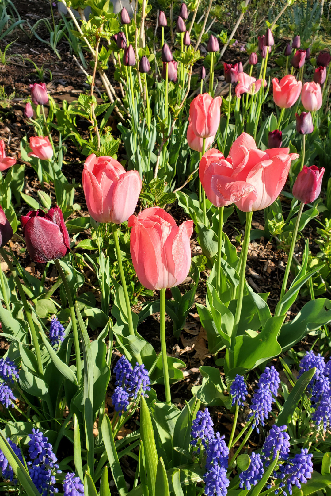 pink tulips with grape hyacinths