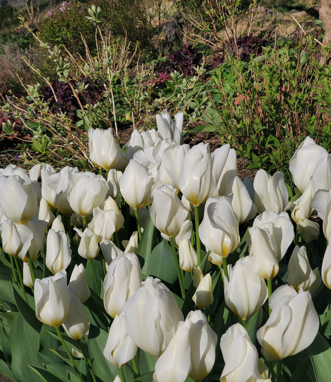 white purissima tulips