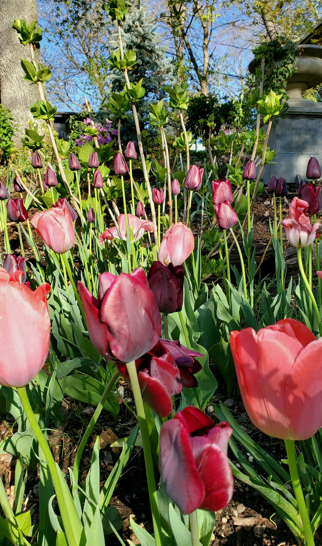 queen of night tulips