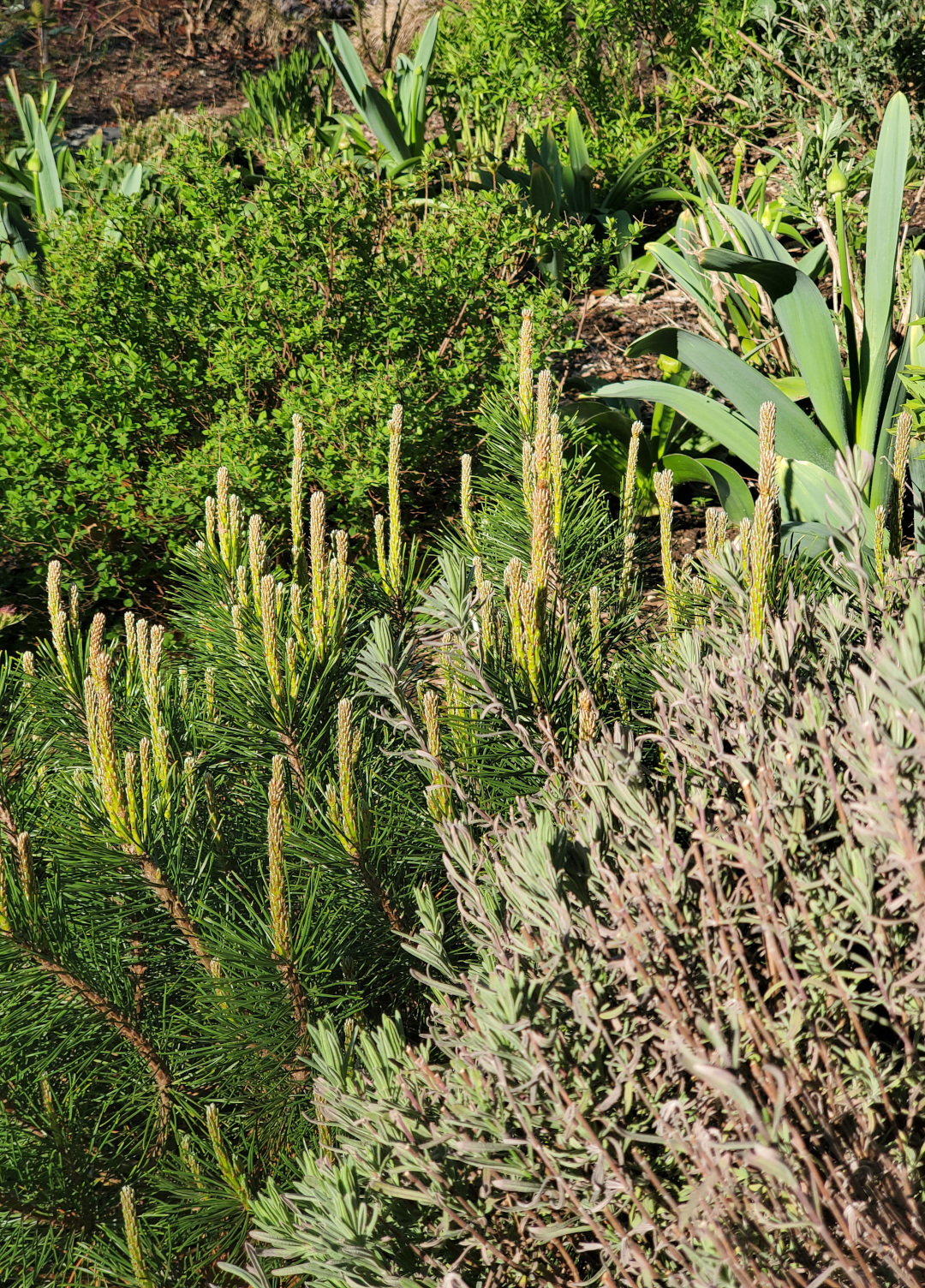 lots of green plants getting ready to bloom