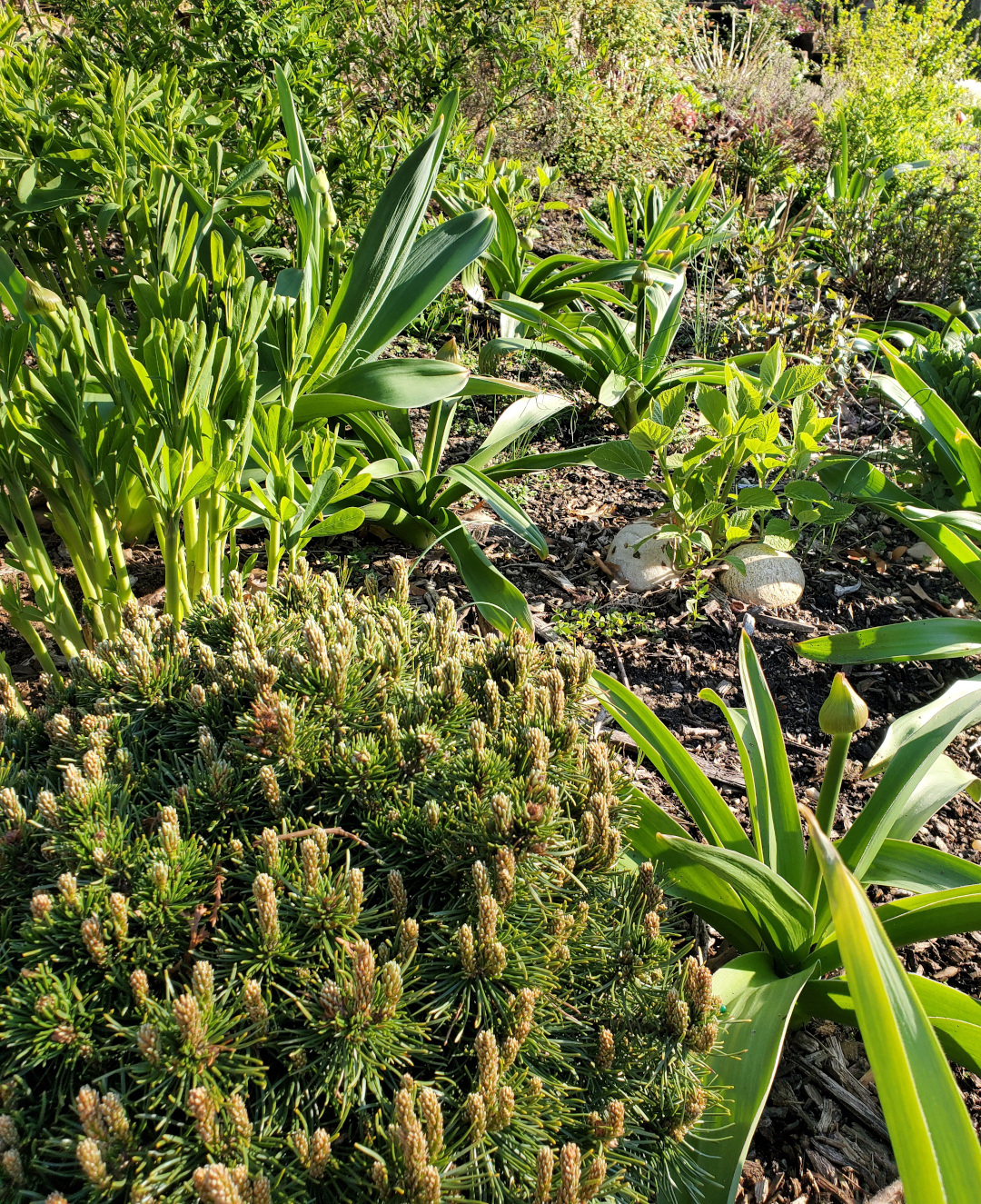 broad leaves of allium