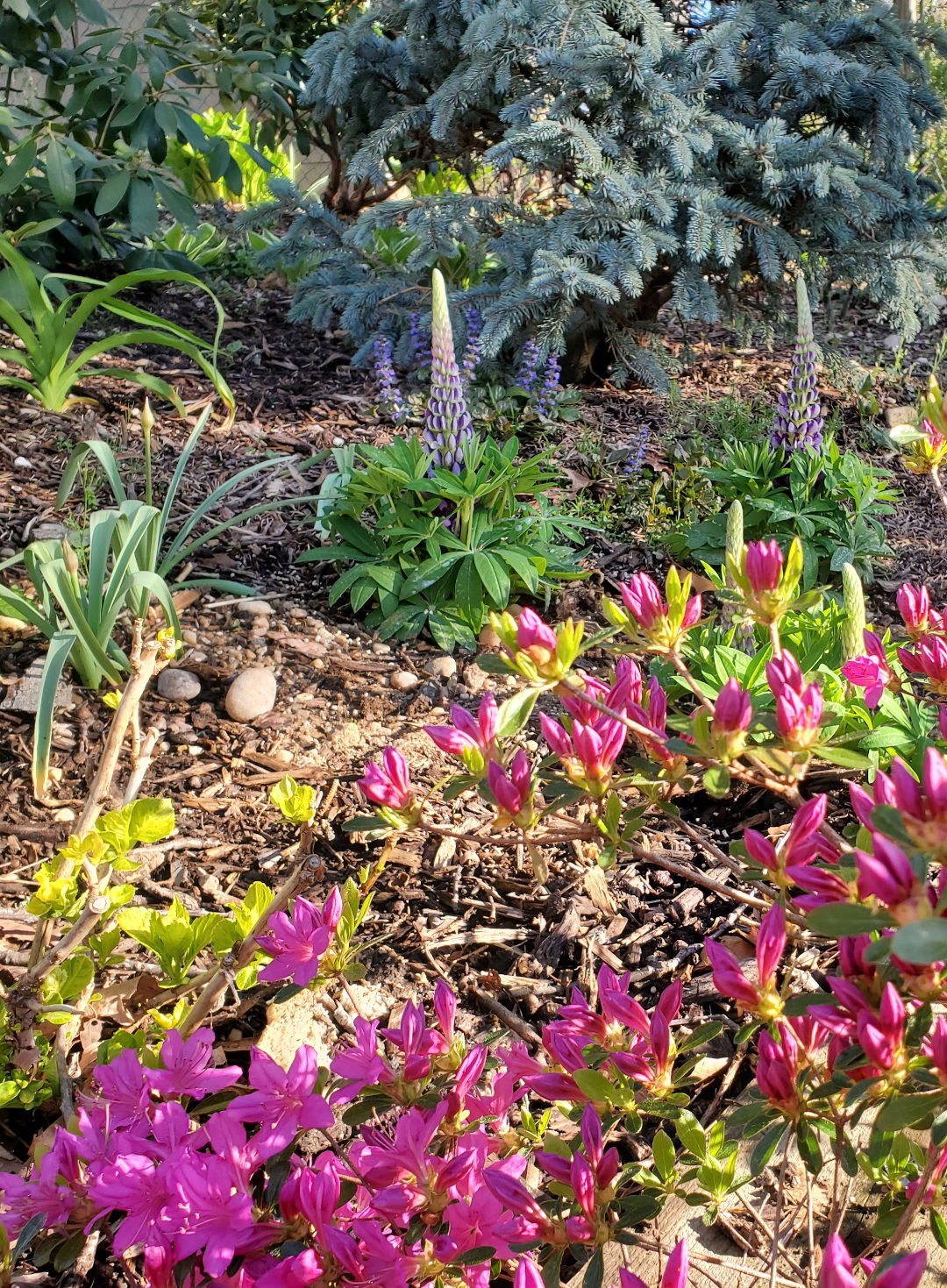 lupines behind a pink azalea