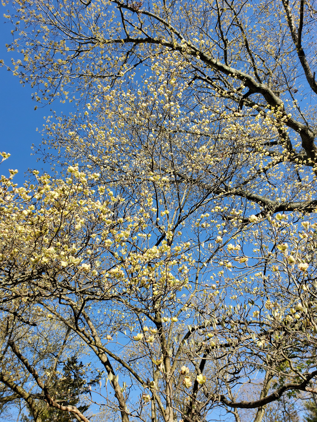 dogwood in bloom during spring