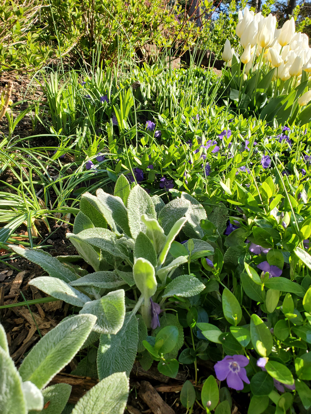 lambs ears and white tulips