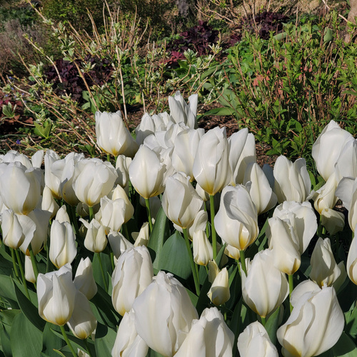 white purissima tulips