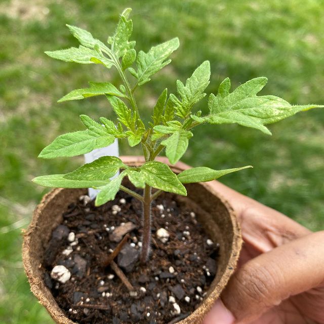 tomato seedling