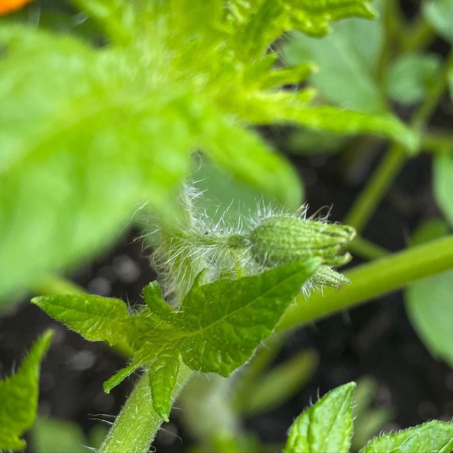 tomato flower bud