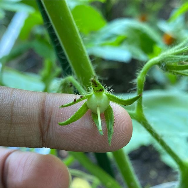 tomato just beginning to form