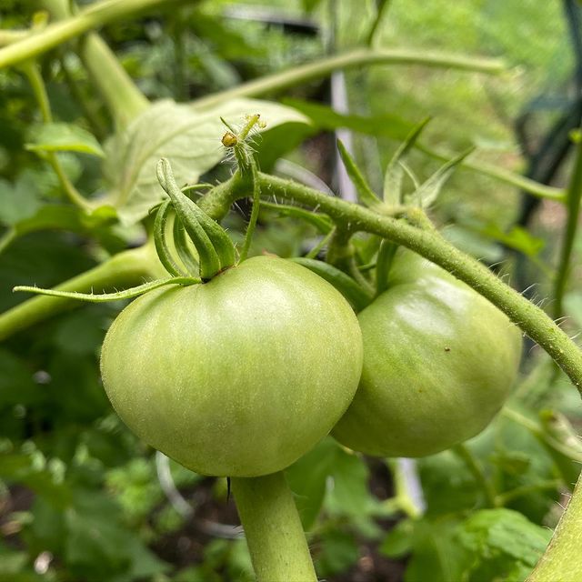 big green tomatoes