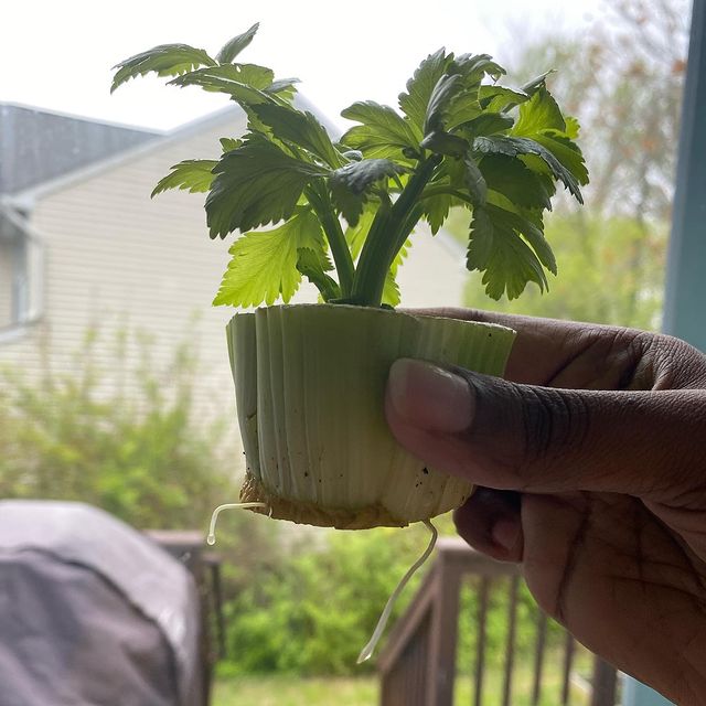 new celery growing from old stump