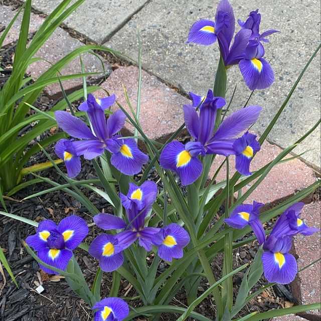 Dutch irises